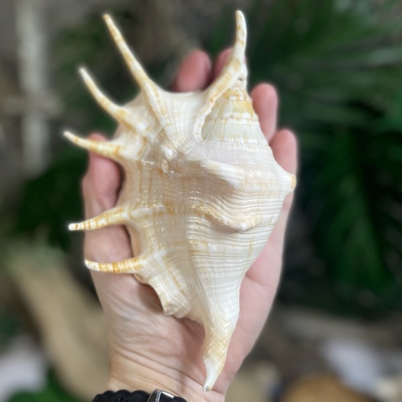 XL Spider CONCH SEASHELL Collector Display Shell nautical Decor beach coastal - Picture 6 of 16